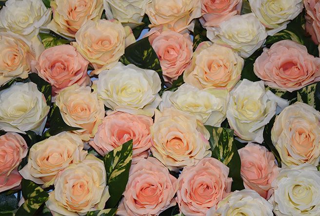 Classic Roses